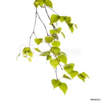 Bild på Birch branch